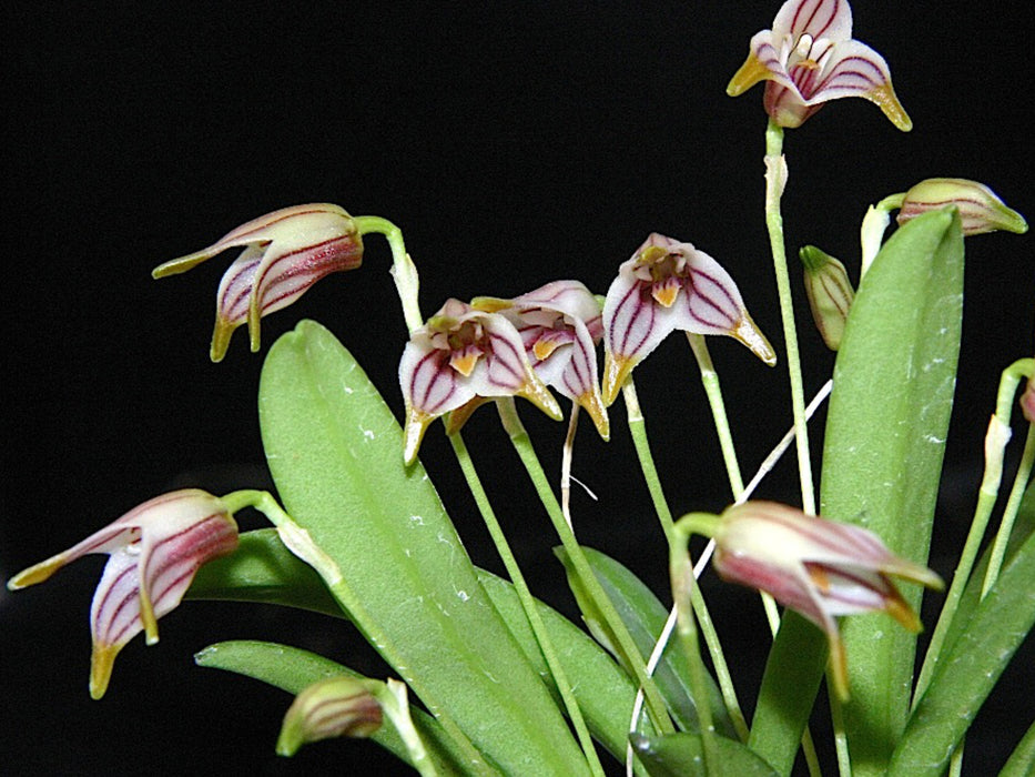 Masdevallia striatella