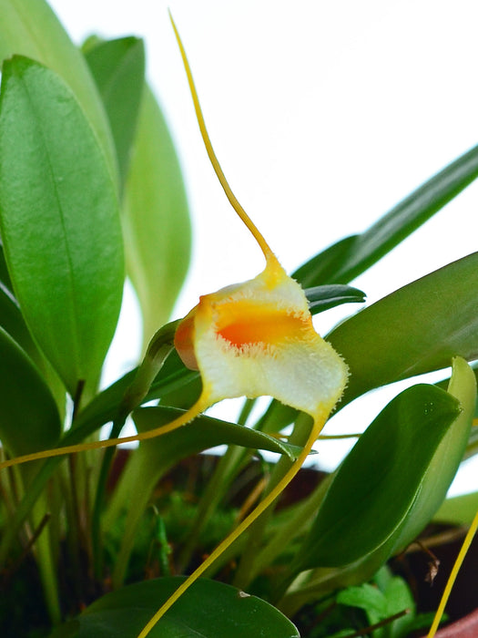 Masdevallia strobelii