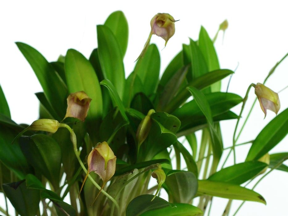 Masdevallia terborchii