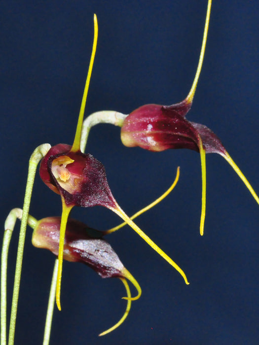 Masdevallia thienii