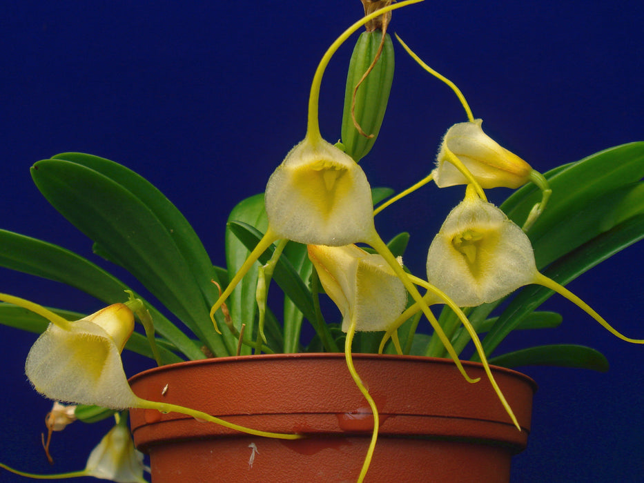 Masdevallia tonduzii