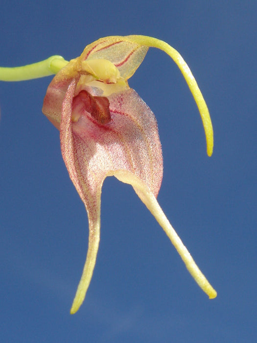 Masdevallia torta