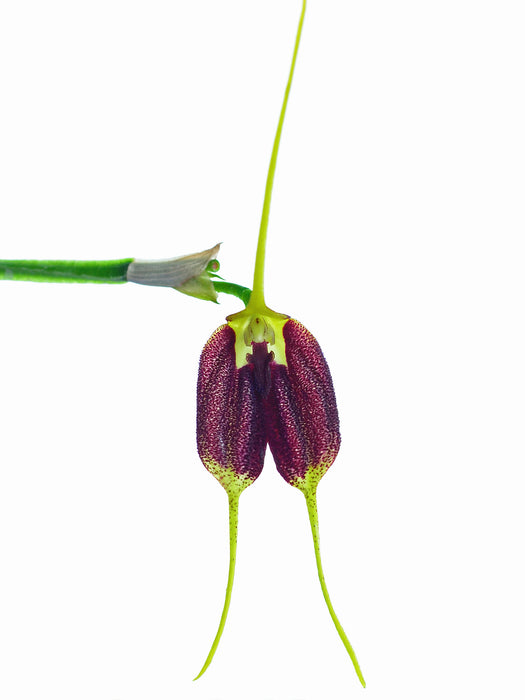 Masdevallia torulosa