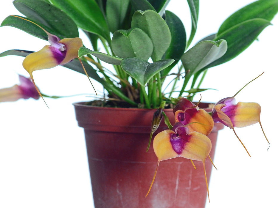 Masdevallia trautmanniana