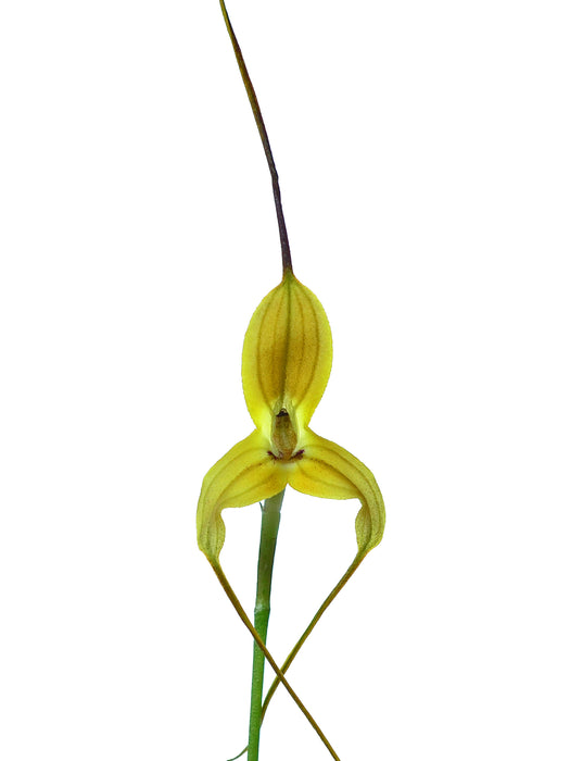 Masdevallia triangularis