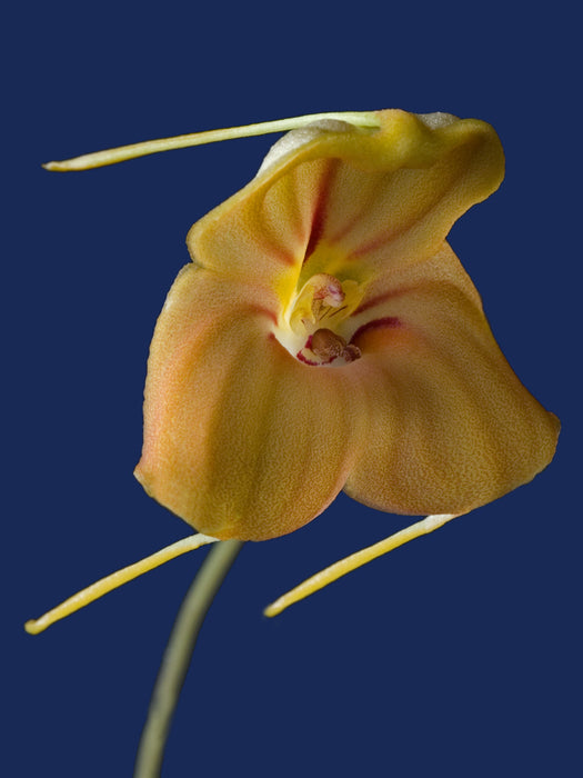 Masdevallia tricycla