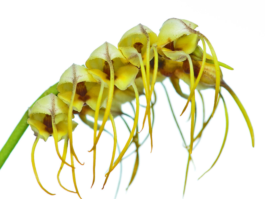 Masdevallia tridens