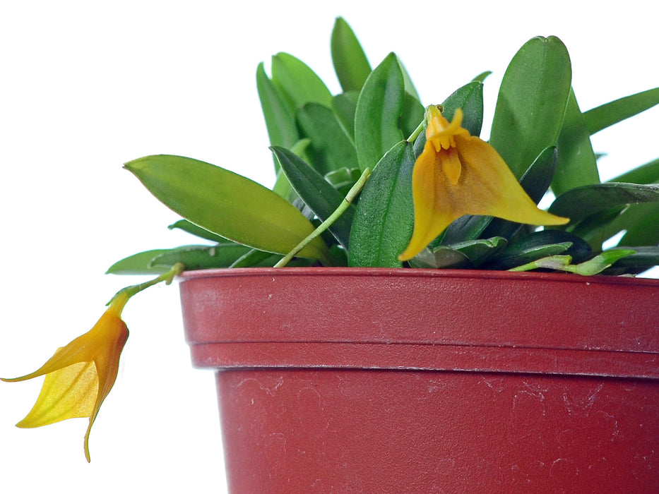 Masdevallia trifurcata