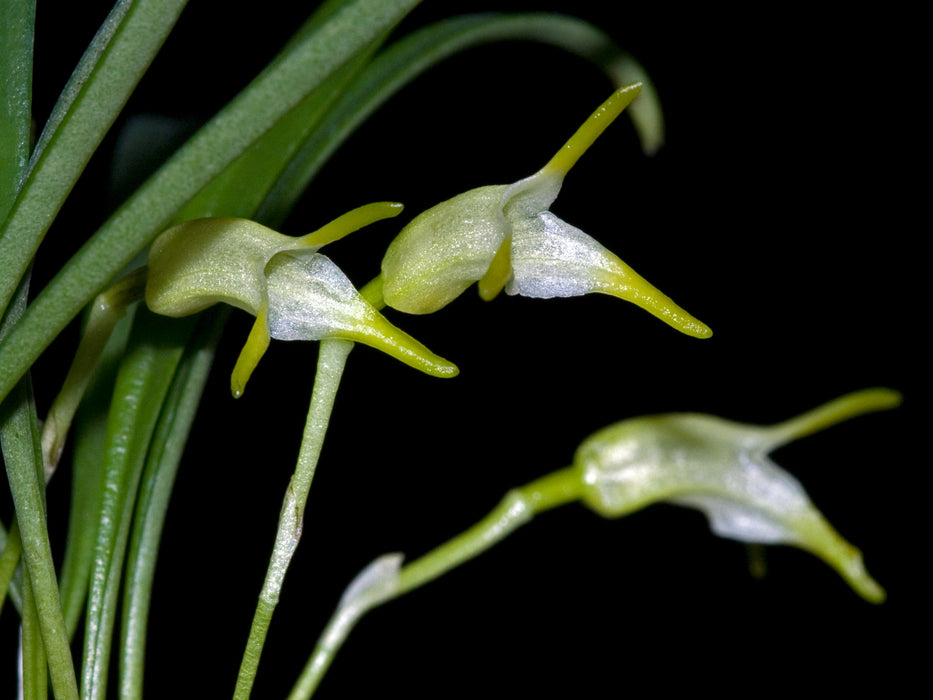 Masdevallia trigonopetala