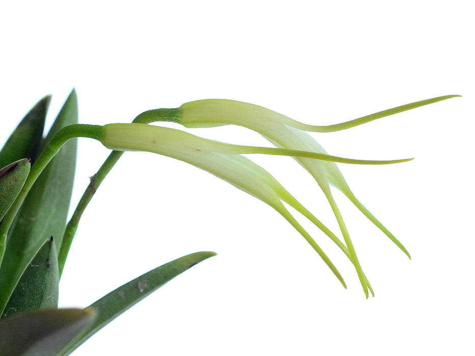 Masdevallia tubulosa