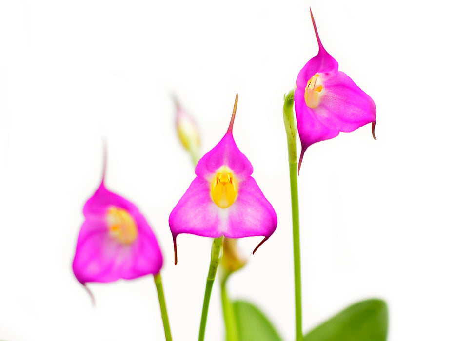 Masdevallia uniflora