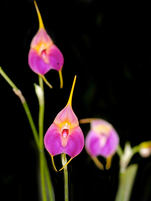 Masdevallia Sueño Lindo