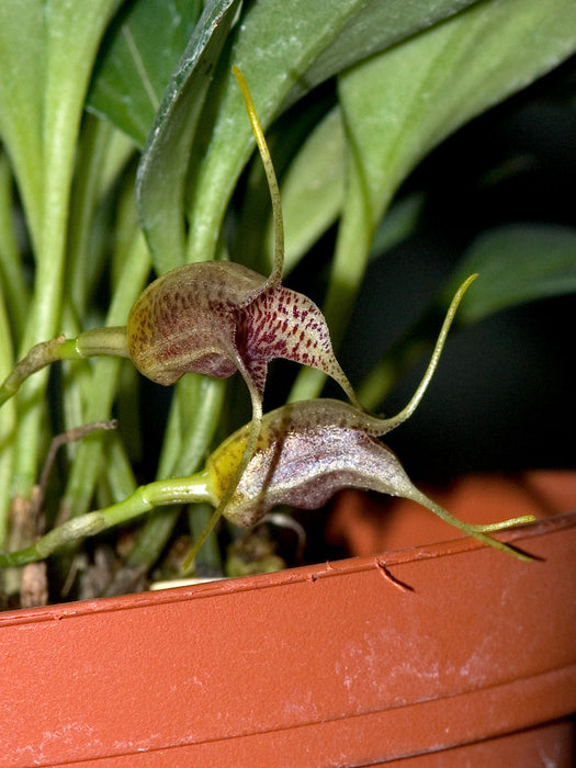 Masdevallia urceolaris