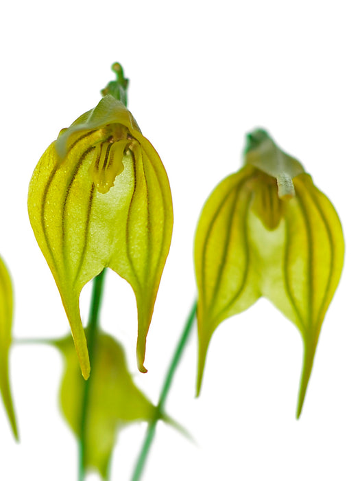 Masdevallia vargasii yellow