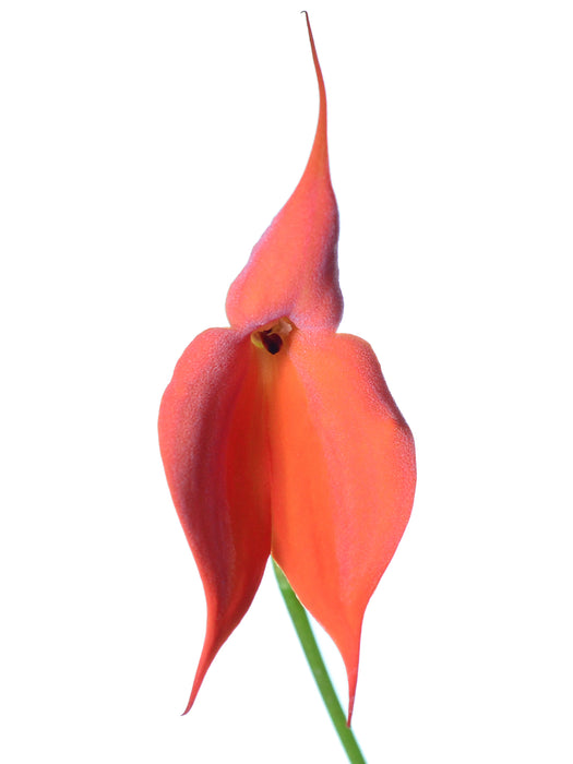 Masdevallia veitchiana peach # 1