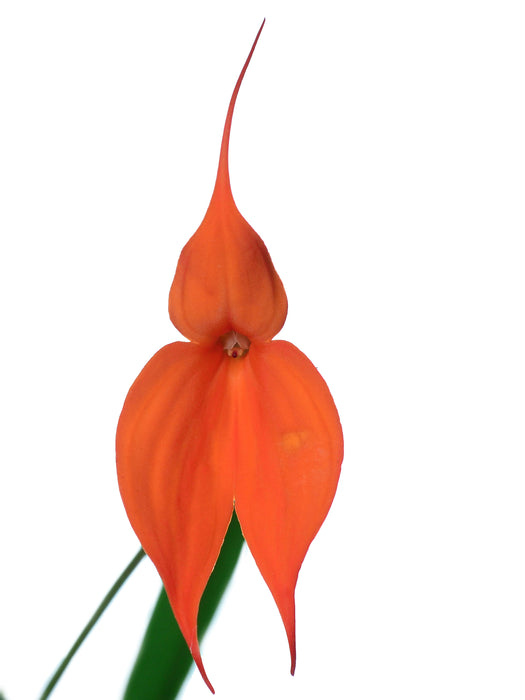 Masdevallia veitchiana peach 'La Reina'