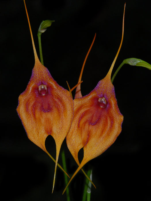 Masdevallia veitchiana x Masdevallia bennettii