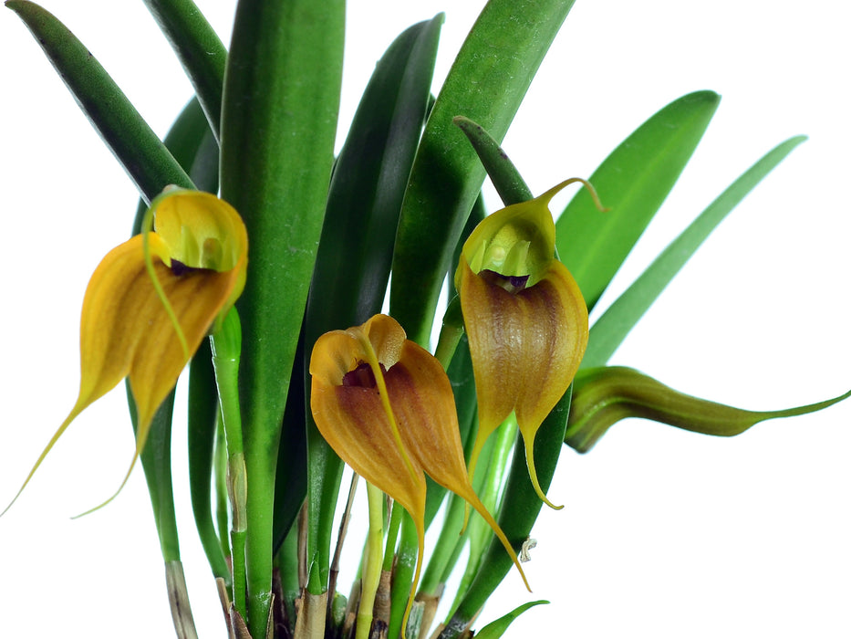 Masdevallia velifera