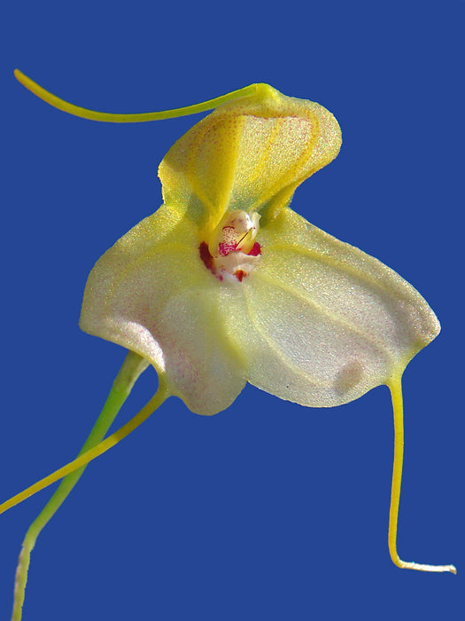 Masdevallia velox