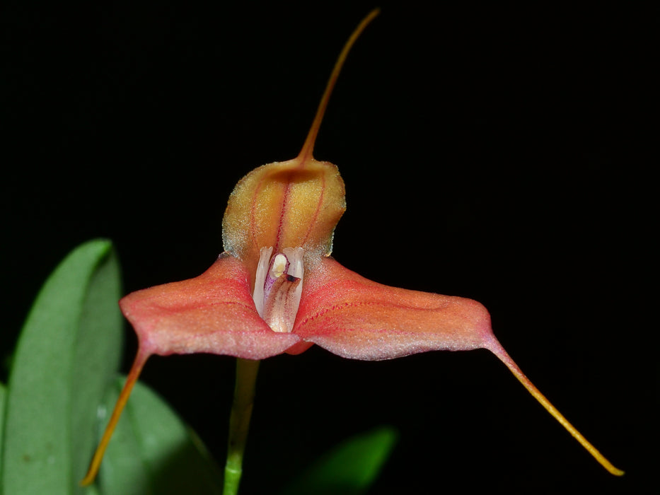 Masdevallia venatoria big