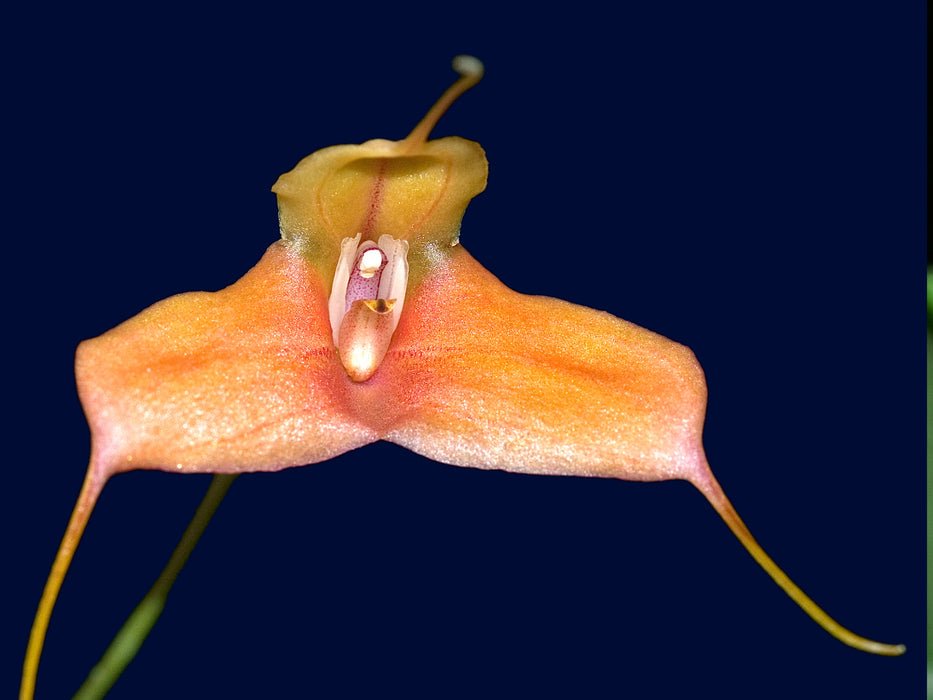 Masdevallia venatoria