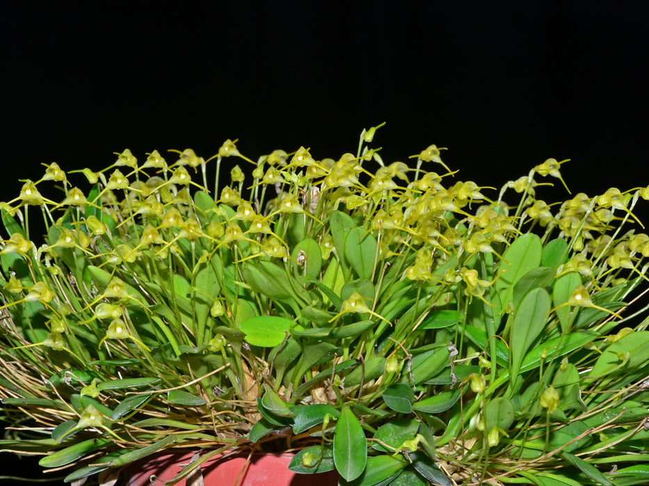 Masdevallia ventricosa