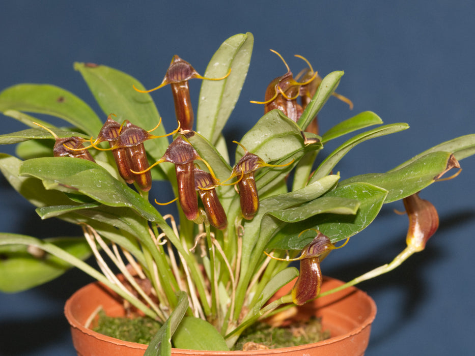 Masdevallia ventricularia