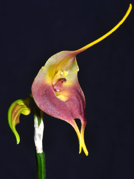 Masdevallia venus dark