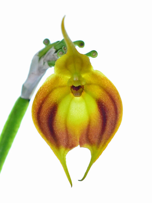 Masdevallia venus radiante