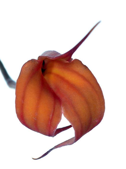 Masdevallia venusta