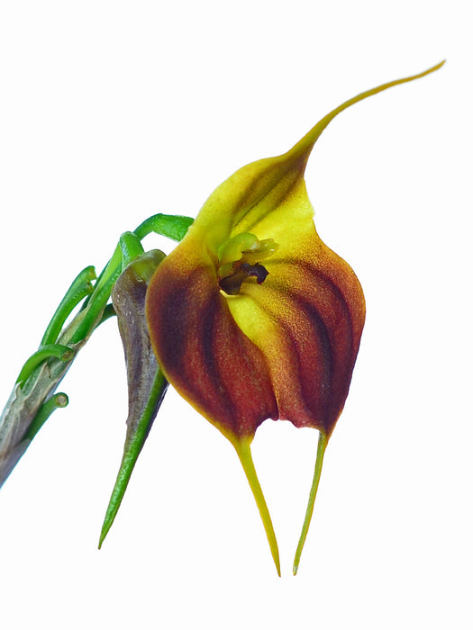 Masdevallia venus