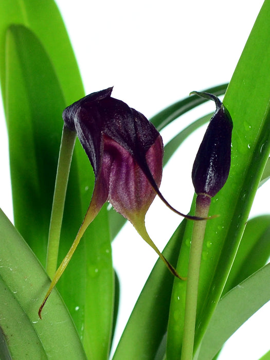 Masdevallia vidua