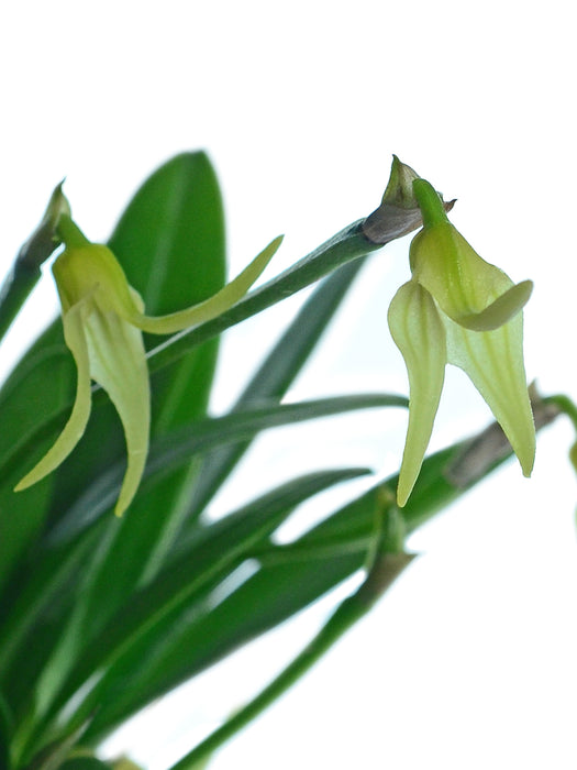 Masdevallia virens albescens