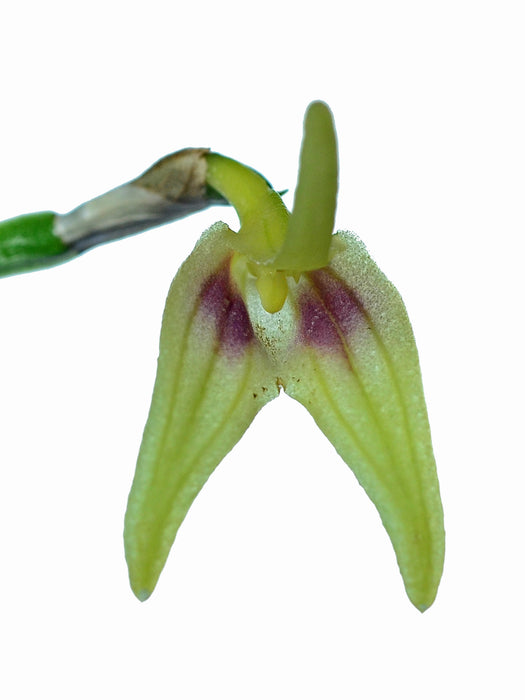 Masdevallia virens