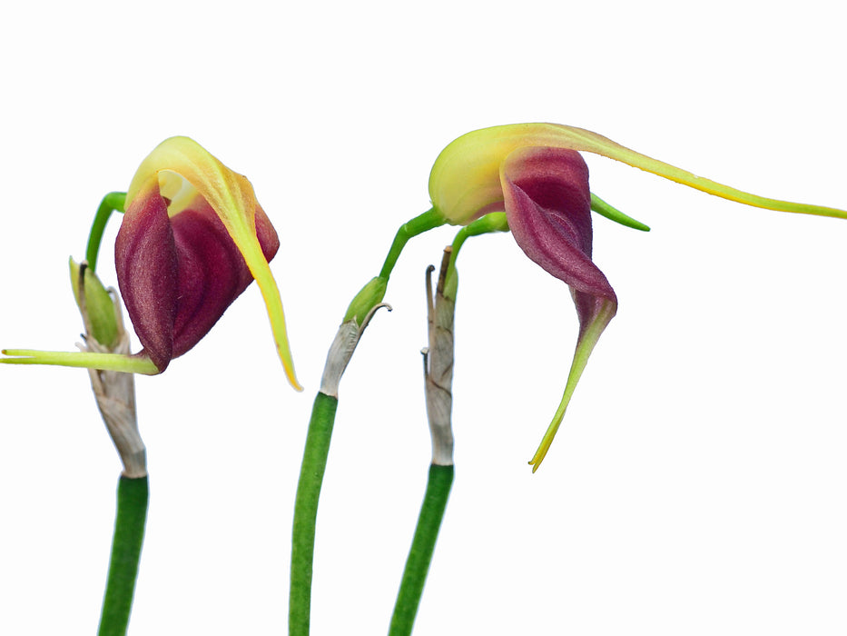 Masdevallia virgo-cuencae