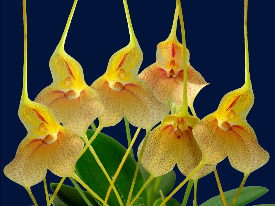 Masdevallia wageneriana var. pteroglossa