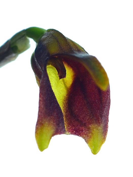 Masdevallia weberbaueri