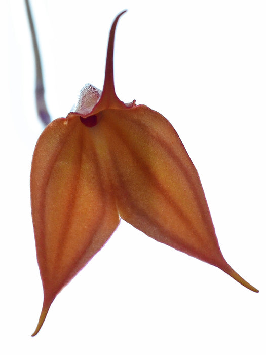 Masdevallia welischii