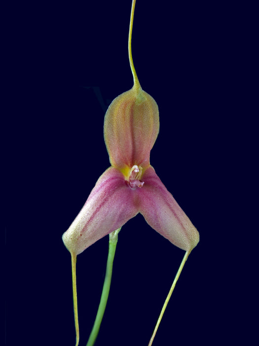 Masdevallia wuelfinghoffiana