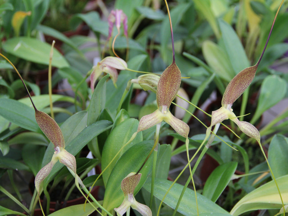 Masdevallia wurdackii