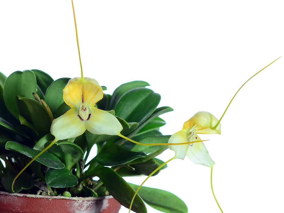 Masdevallia xanthina aops