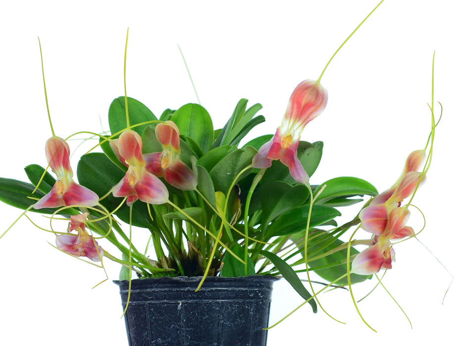 Masdevallia xanthina red