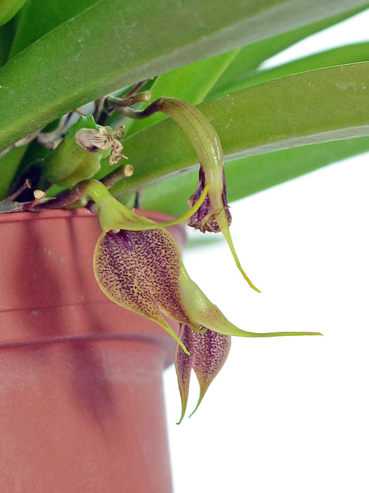 Masdevallia zahlbrueckneri