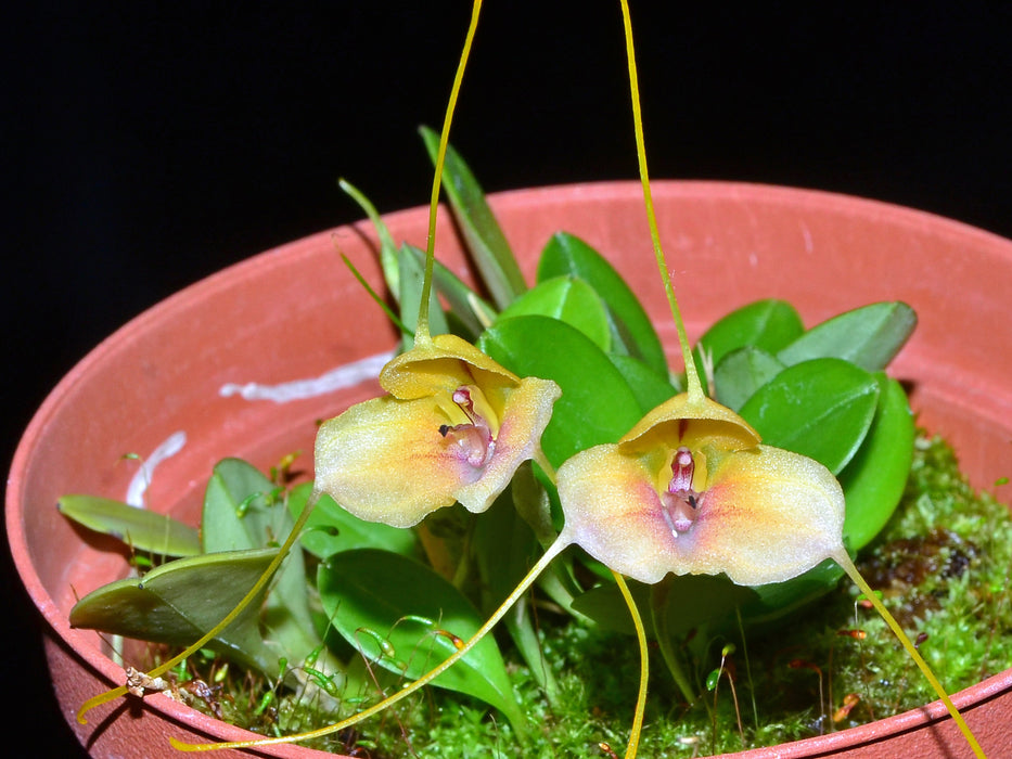 Masdevallia zamorensis