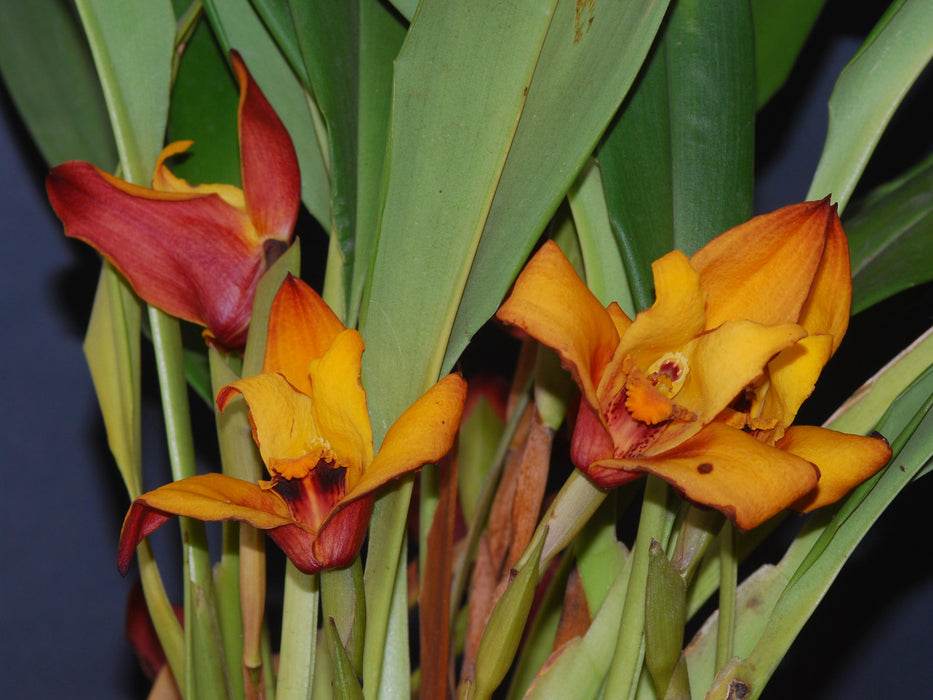 Maxillaria Fabricio Suarez