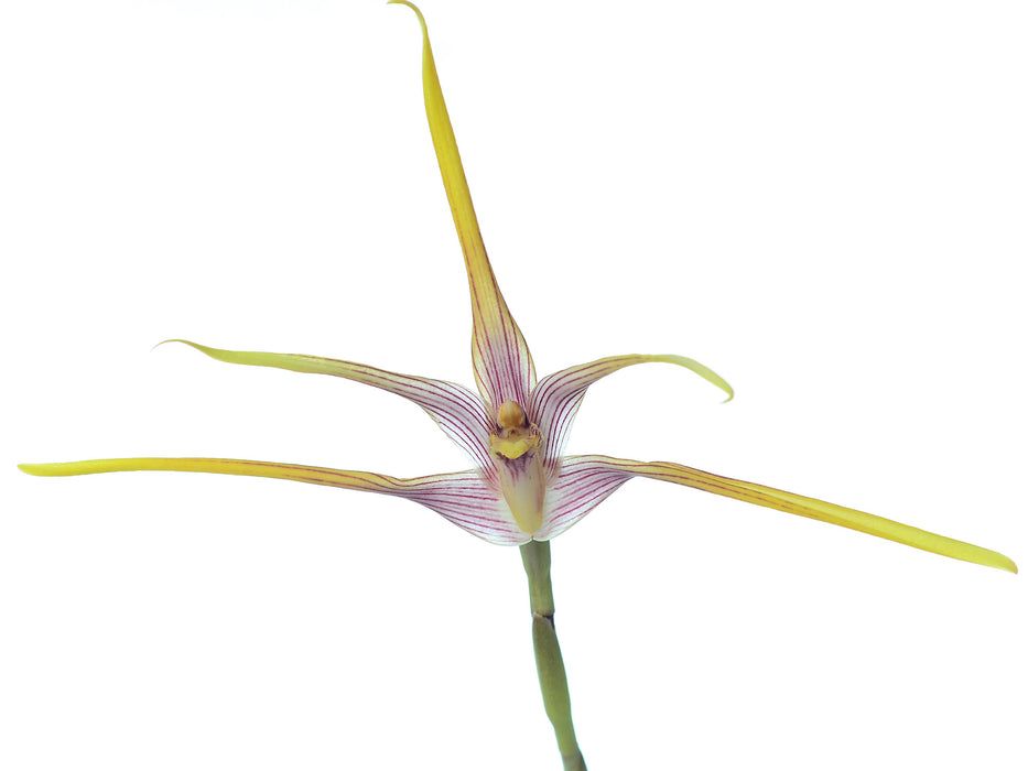 Maxillaria Jinsop Medina