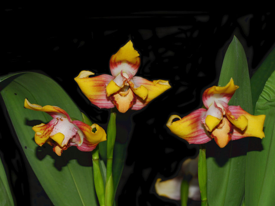 Maxillaria Johann Blatter