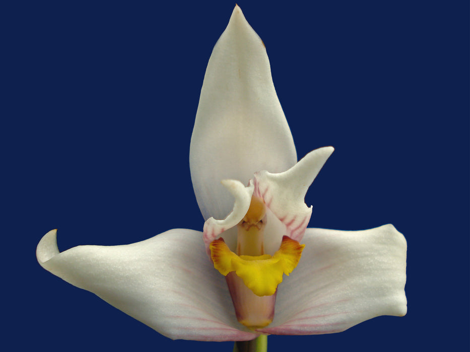 Maxillaria Paloma