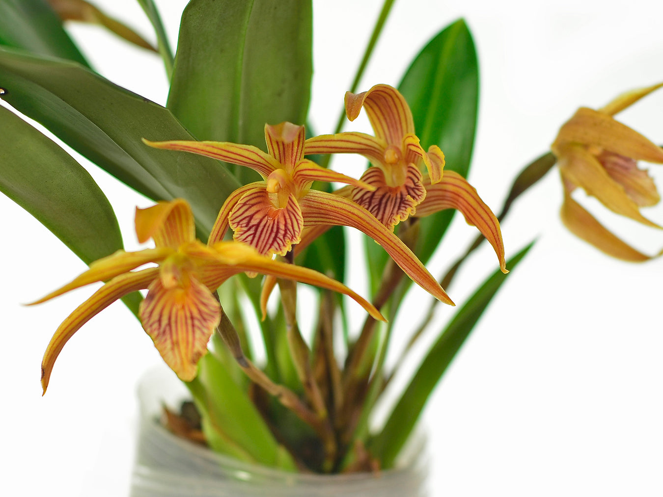 Híbrido de Maxillaria