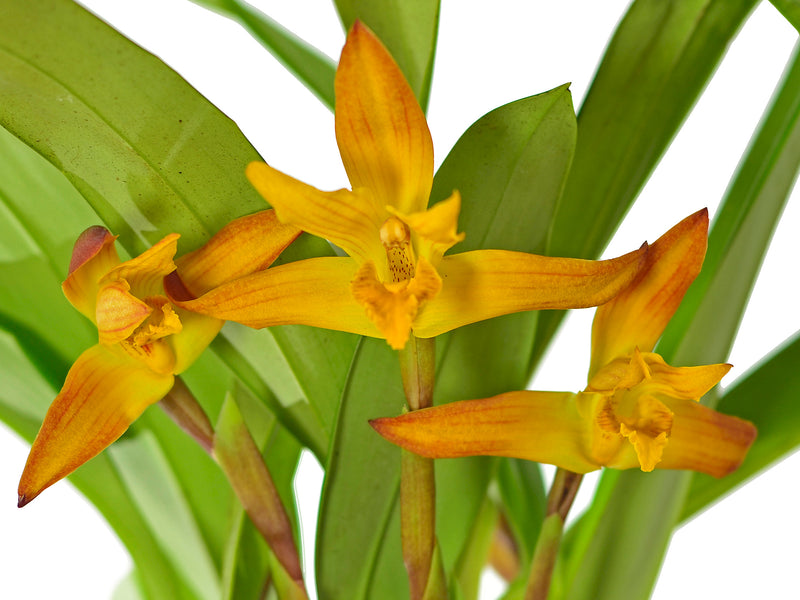 Maxillaria Yolanda Kakabadse